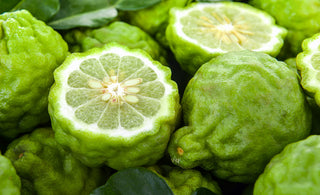 What is Bergamot and what is it used for?